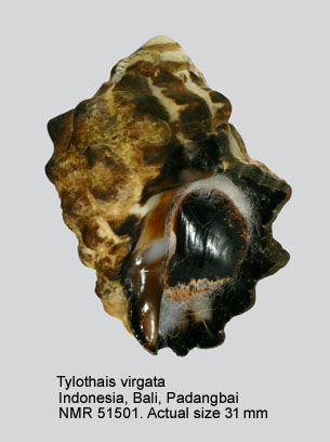 Thalessa virgata.jpg - Tylothais virgata (Dillwyn,1817)